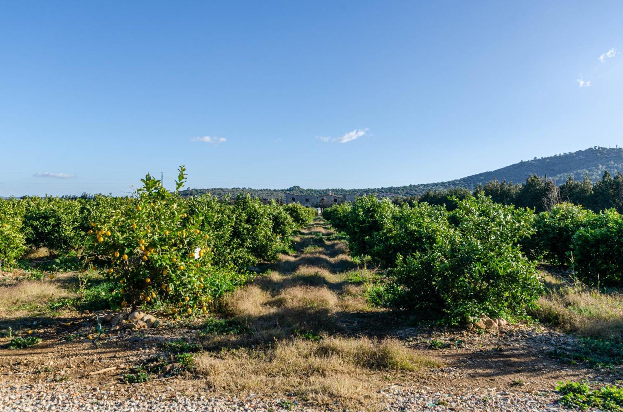El Limonar De Mallorca - Agroturismo Ballerics Екстериор снимка