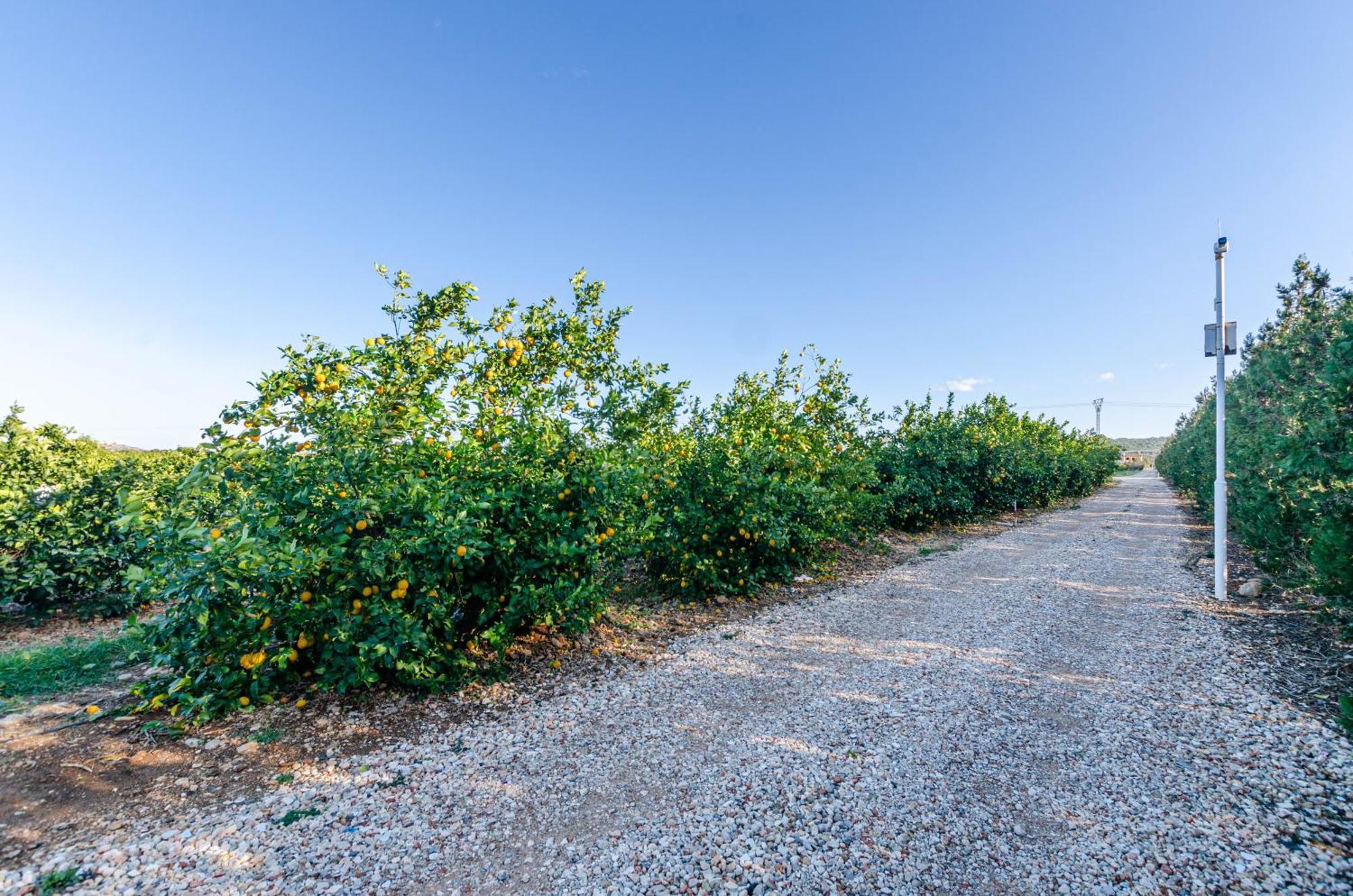 El Limonar De Mallorca - Agroturismo Ballerics Екстериор снимка